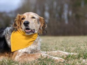 Reversible Cotton Dog Bandana || Pet Accessories || Art Deco Indigo and Blush with Golden Yellow
